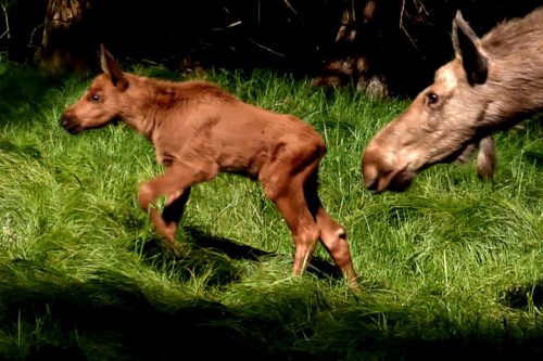 Krátký filmový dokument zachycuje smutný osud losů v české přírodě