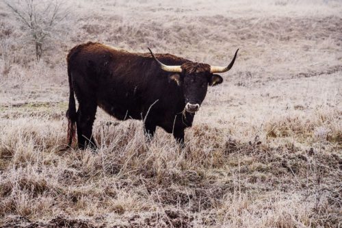 Ani kruté mrazy velkým kopytníkům v rezervaci nevadí, na pastvinách najdou dostatek pestré potravy