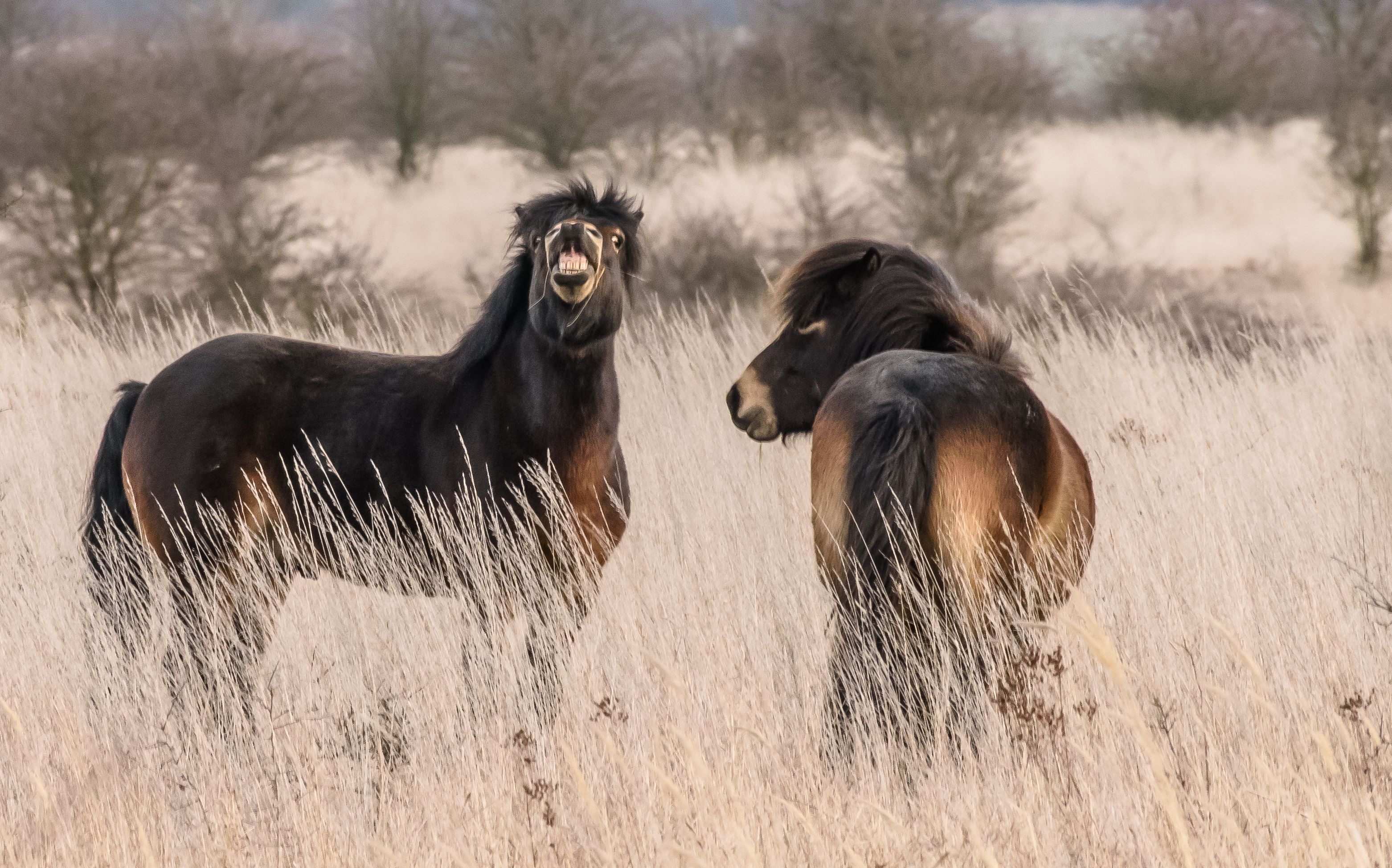 Výstava fotografií divokých koní a dalších velkých kopytníků se otevírá v Evropském domě v Praze