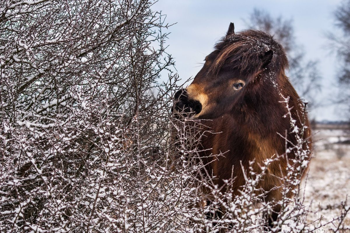 Divocí koně z Milovic pomohou chránit dvě unikátní rezervace ve východních Čechách