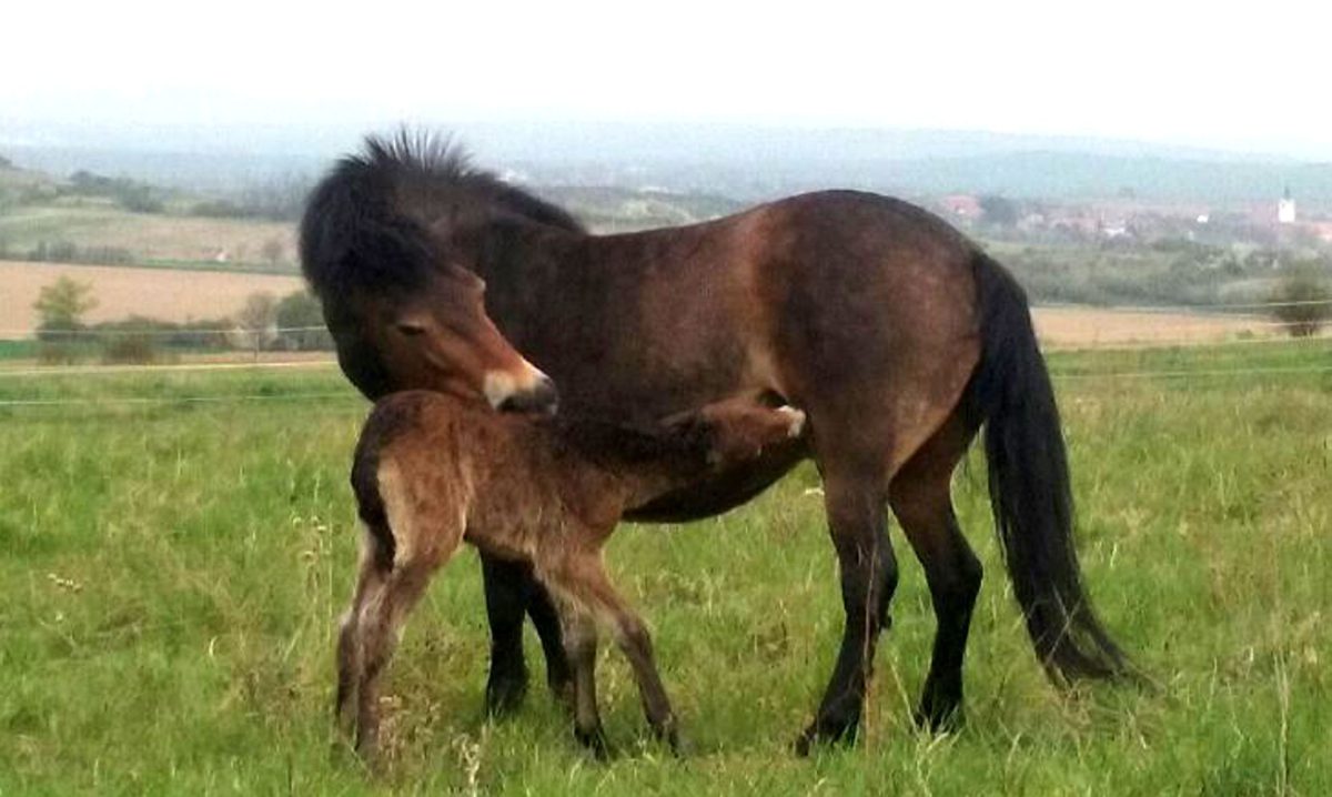 První hříbě divokých koní na jižní Moravě se dnes narodilo v Národním parku Podyjí
