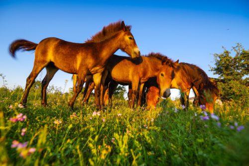 Rezervace divokých koní se stala součástí nově vyhlášené národní přírodní památky