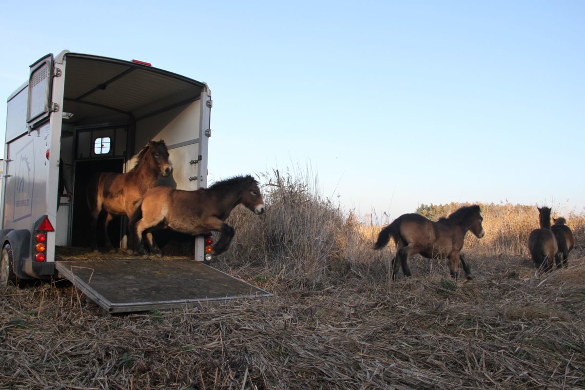 Divocí koně dnes osídlili dvě nové rezervace na Pardubicku a na Třeboňsku