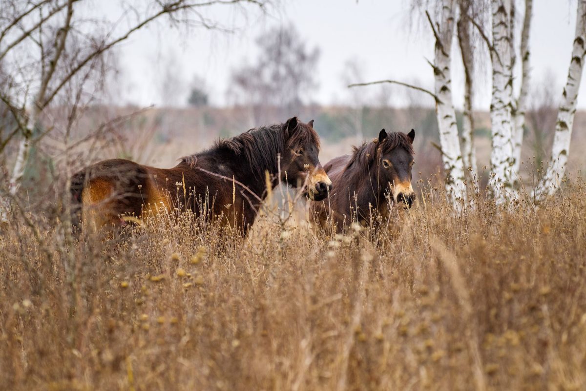 Devět rezervací za šest let. Divocí koně se rychle stali součástí ochrany přírody v Česku
