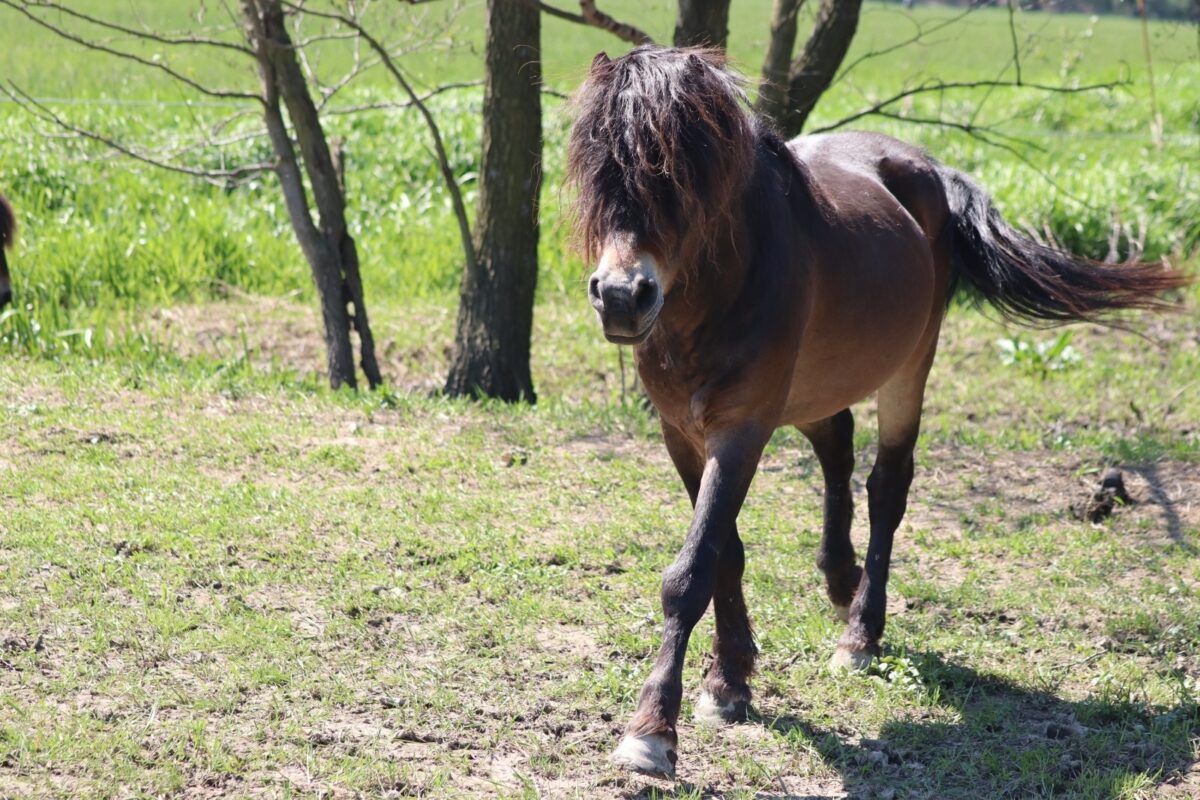 Hřebec divokých koní dnes odjel z Kozmických ptačích luk do Přírodního parku Solling-Vogler v Německu