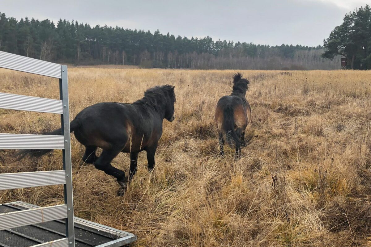 V Česku vznikla desátá rezervace velkých kopytníků. Divocí koně dnes osídlili mokřadní louky u Nýřan v Plzeňském kraji