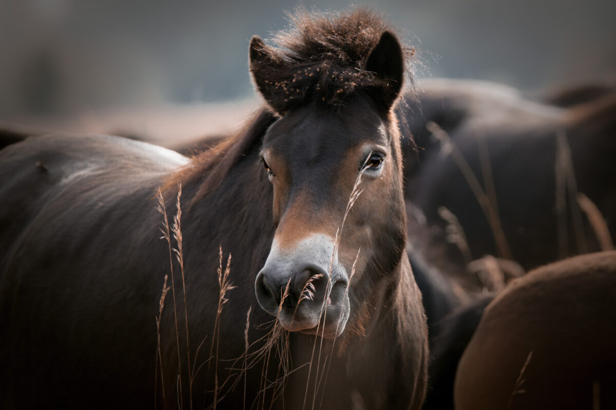Záběry divokých koní a dalších kopytníků z milovické rezervace už vidělo přes 9 milionů lidí na celém světě  