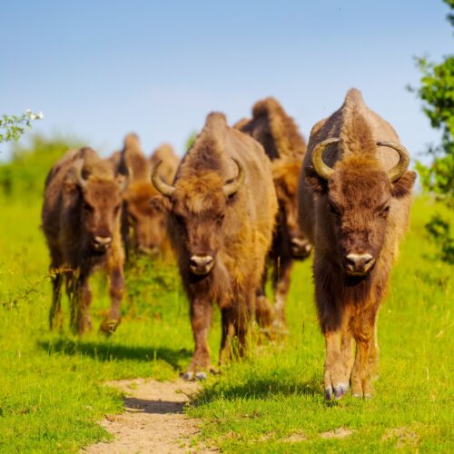 ceska-krajina-zubr-evropsky-zubri-stado-zubru-statistika-o-zubrech-scitani