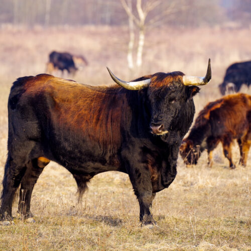 ceska-krajina-pratur-praturi-rezervace-velkych-kopytniku-milovice-byk-stado